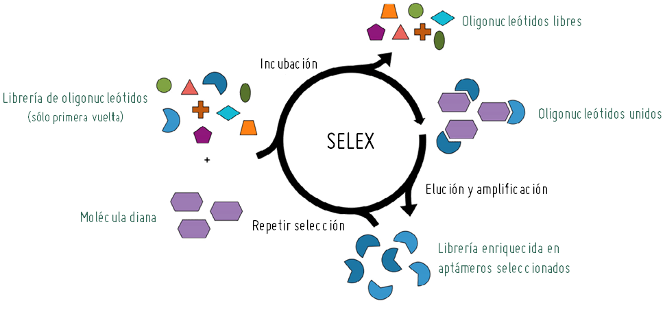 SELEX aptámeros