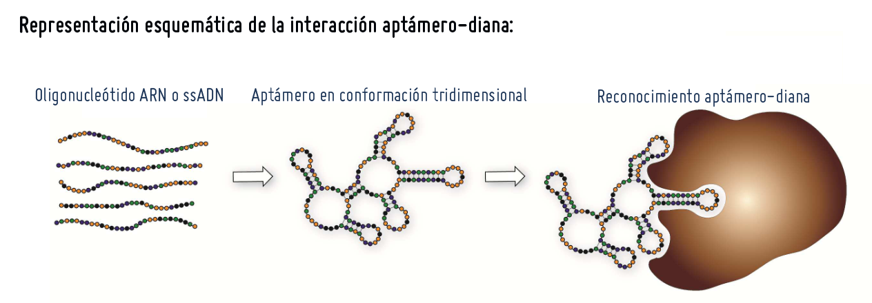 Aptámeros