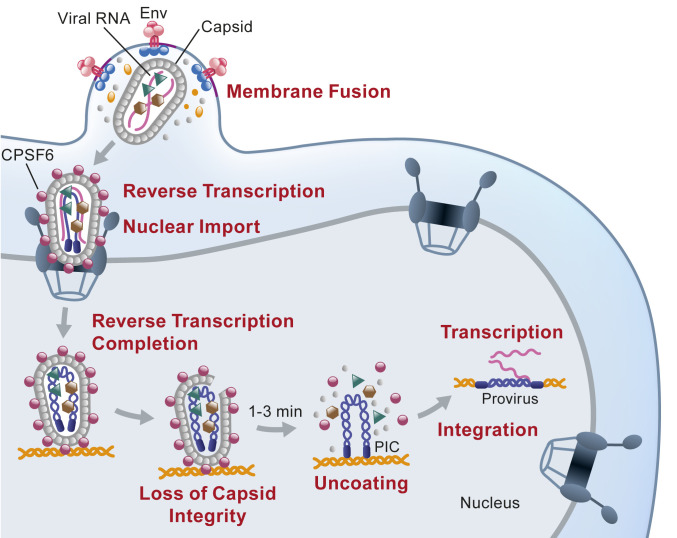 HIV cycle