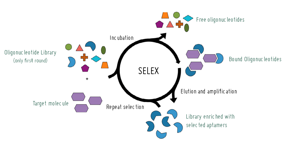 SELEX aptámeros