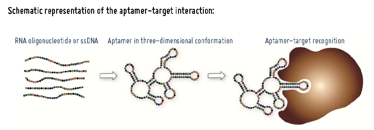 Aptamers